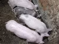 Prasata (šarže, pohlaví neuvedeno), Prasata — foto 3