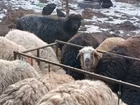 मेढ़ा, Hissar sheep — फ़ोटो 4