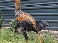 Chickens — عکس 3