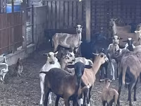 قوچ, Cameroon sheep — عکس 5