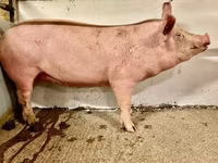 Sow, Pigs — photo 5