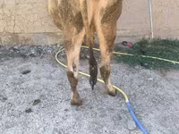 بقرة, Swiss cattle — الصورة 2