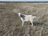 Ri’ dhaddig, Saanen goat — sawirka 3