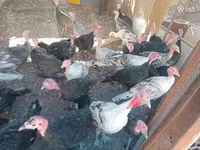 Turkeys — sawirka 3