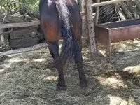 Cheval, Chevaux — photo 3