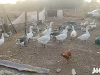 Geese — عکس 2