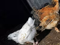 Chickens — ፎቶ 2