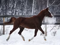 Hoppe, American shetland pony — foto 5
