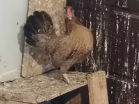 Chickens — الصورة 1