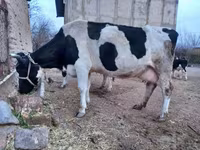 Mucca, Razza Holstein — foto 4