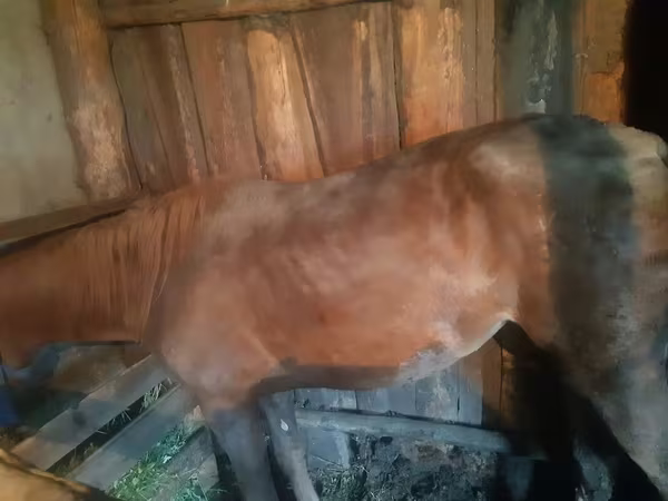 Kuda betina, Horses