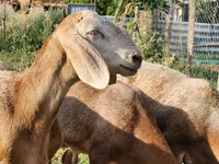 Bagge, Arashan sheep — foto 2