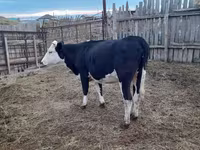Lo’, Russian Black pied cattle — sawirka 1