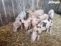 Babi (lot, jantina tidak dinyatakan), Pigs — foto 2