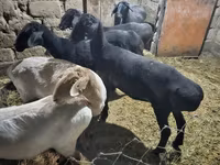 Хонь, Hissar sheep — 2 зураг