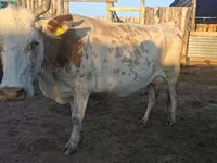 گاو ماده, نژاد آولی‌اکول — عکس 3