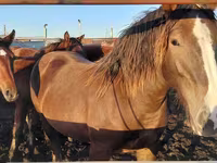 Chevaux (lot, sexe non indiqué), Chevaux — photo 3