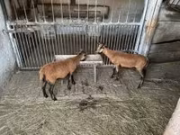 قوچ, Cameroon sheep — عکس 3