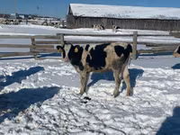 Lembu betina, Russian Black pied cattle — foto 2