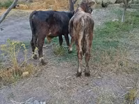 گاو نر, گاو — عکس 6
