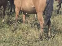 ม้าตัวเมีย, Mugalzhar horse — รูปภาพ 1