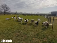 แกะตัวผู้, Dorper sheep — รูปภาพ 2