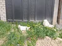 بز ماده, بز — عکس 5