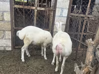 암양, 양 — 사진 1