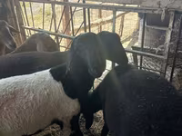 Beran, Rhon sheep — foto 6