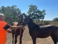 Klisna, Nonius horse — foto 1