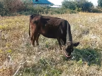 İnek, Sığır — foto 6