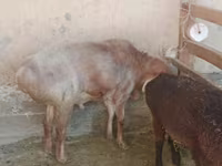 Carnero, Arashan sheep — foto 4