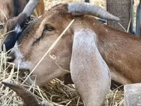 بز ماده, Nubian Goat — عکس 4