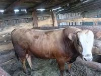 Bò đực, Aberdeen – Angus — ảnh 3