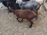 مینڈھا, Arabi sheep — تصویر 7