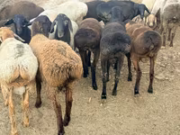 Baran, Rhon sheep — zdjęcie 5