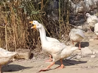 Geese — عکس 3