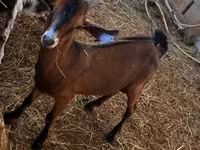 公山羊, Nubian Goat — 照片 2
