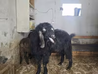Kozel, Damask goat — foto 4