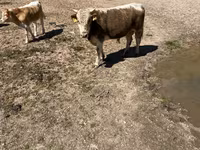 ወንድ በሬ, Cattle — ፎቶ 4