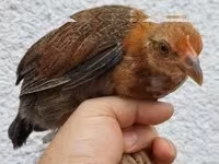 Chickens — 照片 4