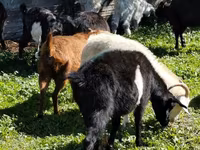بز ماده, بز — عکس 2