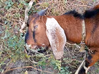 بز نر, Nubian Goat — عکس 4