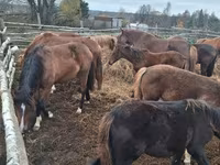 Konji (partija, pol nije naveden), Horse breed — fotografija 8