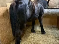 Hingst, Hästar — foto 2