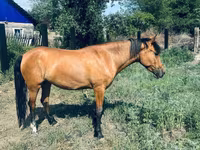 مادیان, اسب — عکس 1