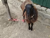 قوچ, گوسفند — عکس 1