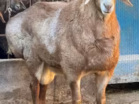 قوچ, Edilbay sheep — عکس 1