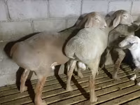 แกะตัวผู้, Rhon sheep — รูปภาพ 4