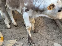 گاو نر, Swiss cattle — عکس 4